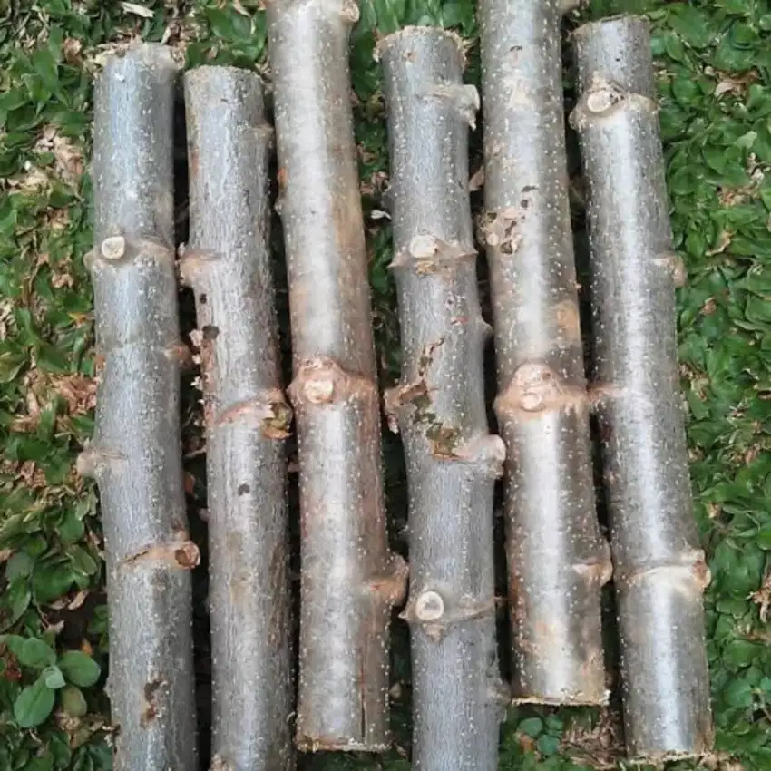 Bibit singkong apuy
