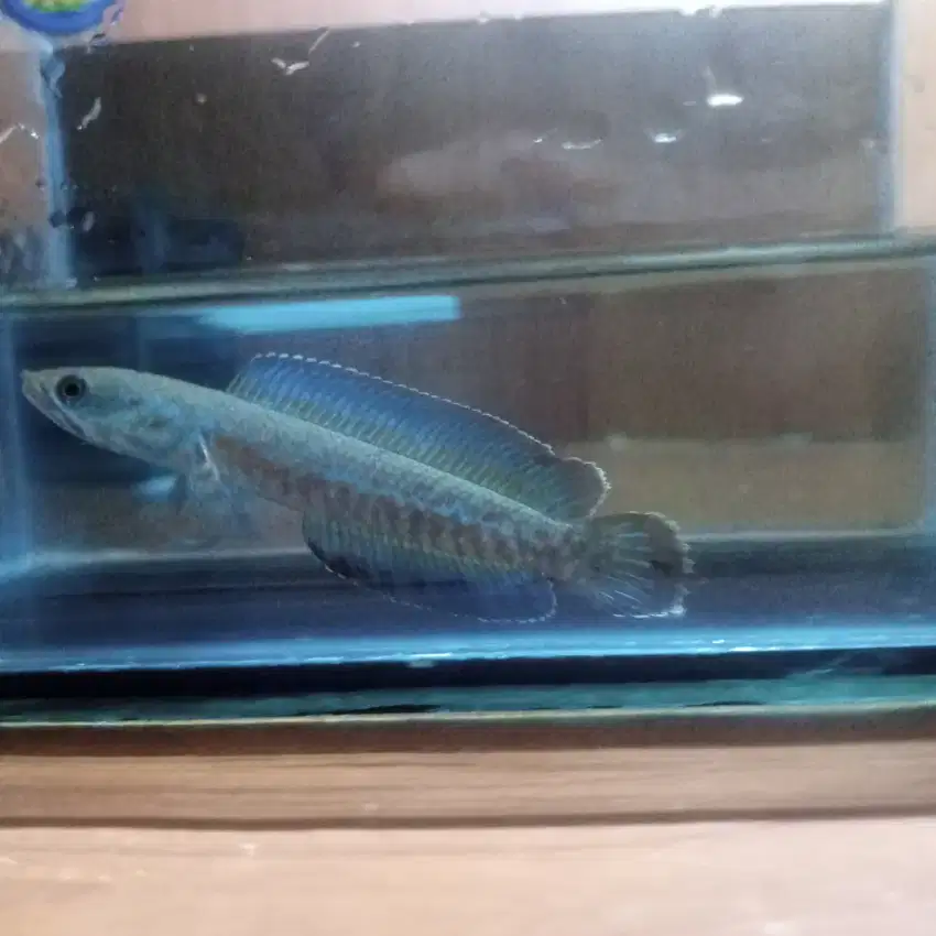 Ikan chana andrao