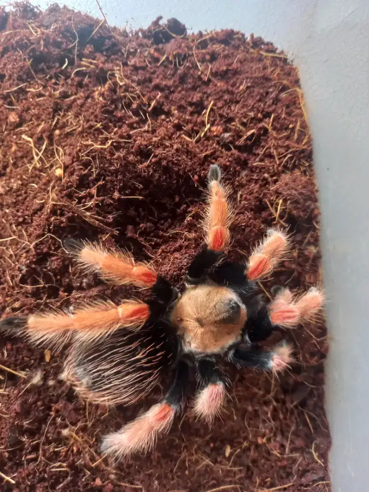 Tarantula Boehmei Female