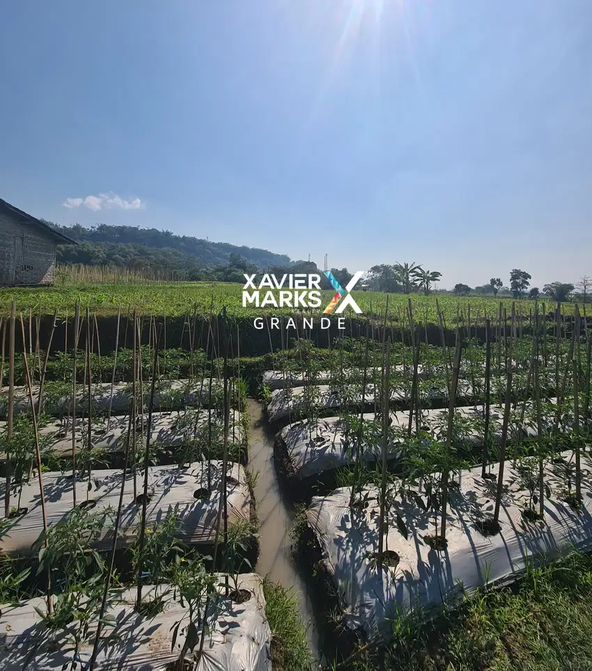 DIJUAL TANAH SAWAH DI BEDALI, LAWANG