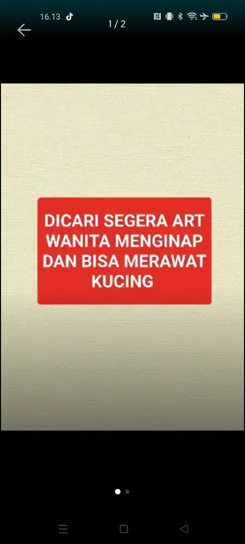 Dicari Art wanita menginap dan bisa merawat kucing