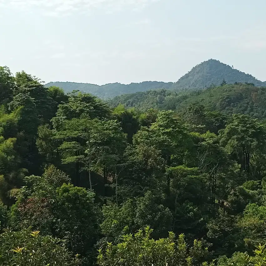 Dijual Lahan di Puncak  Bogor bonus kebun Alpukad , durian