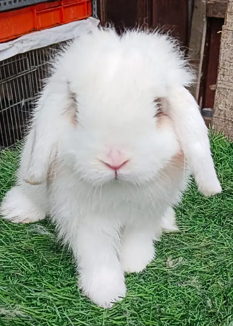 Kelinci holland lop jantan umur 5 bulan