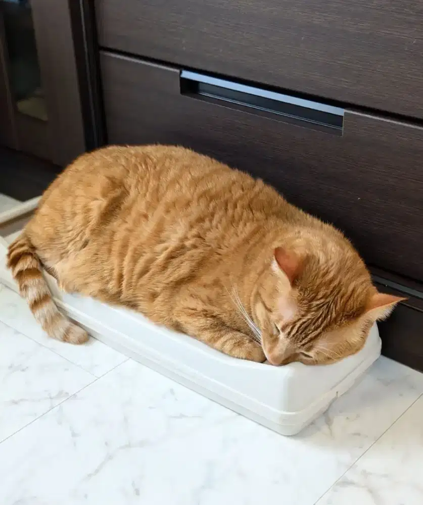 GROOMING KUCING PANGGILAN