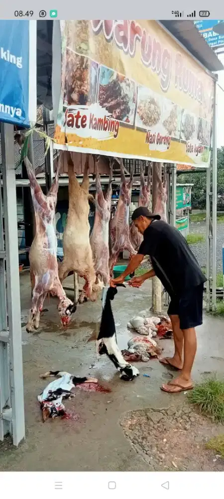 AGEN KAMBING AQIQAH dan QURBAN