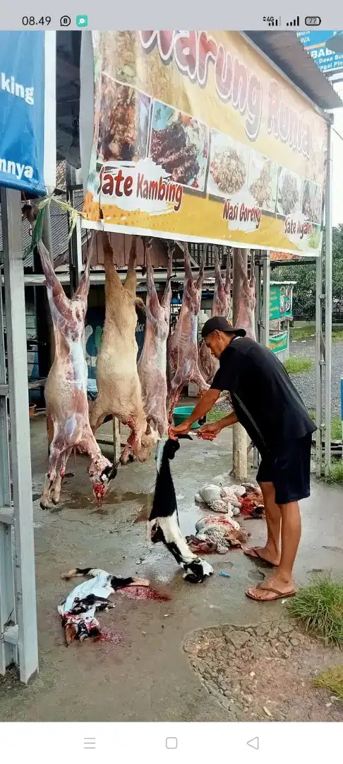 BABA.KAMBING .menjual kambing aqiqah.dan qurban