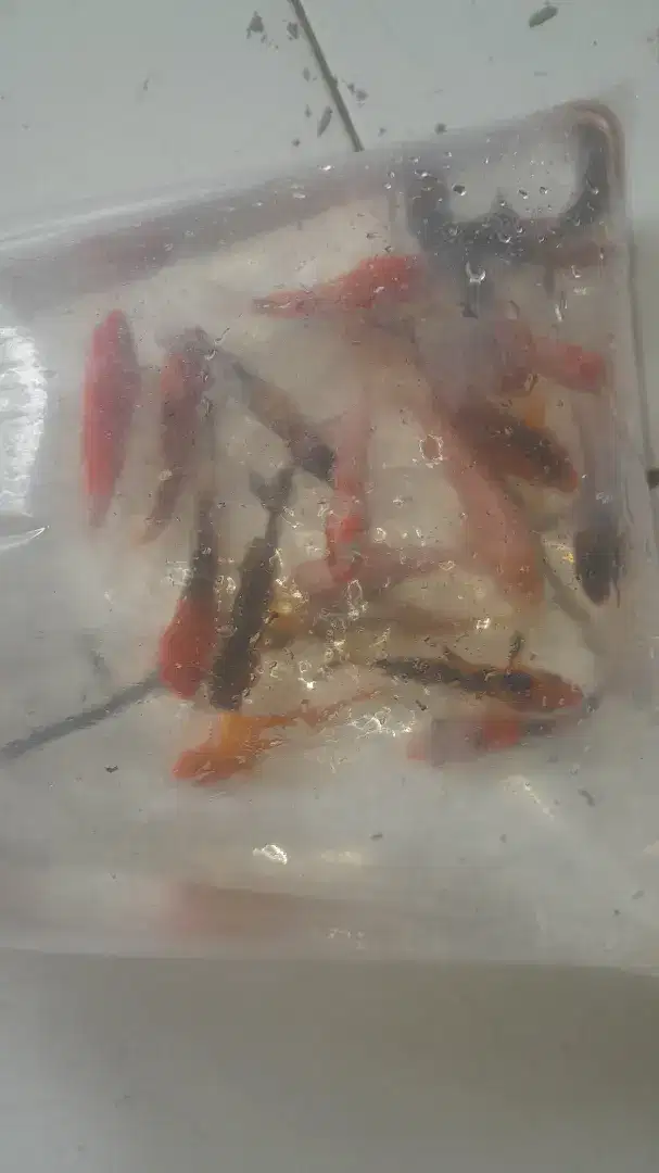 IKAN HIAS MAS KOKI UKURAN 10 CM