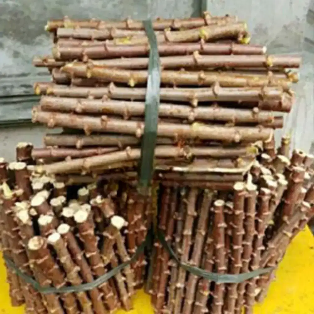 Batang pohon singkong ukuran 25cm X 50 btng