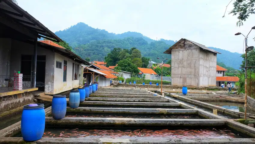 JARANG ADA TANAH DENGAN KOLAM IKAN MASIH PRODUKTIF, LANGSUNG NEGO SAMA