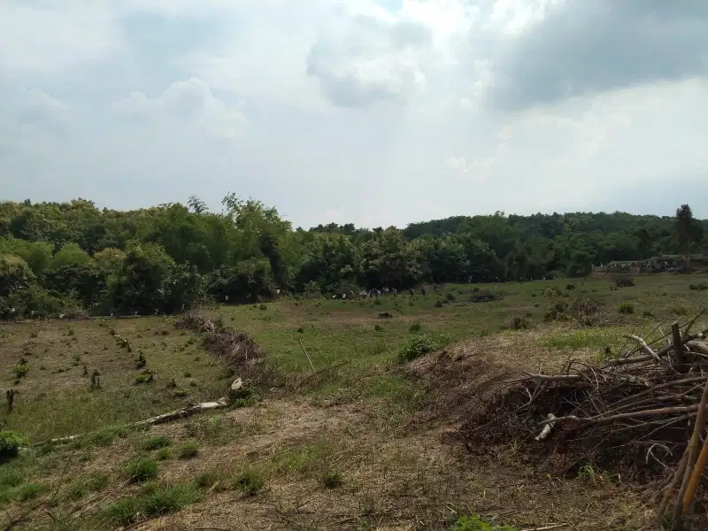 TANAH LUAS 10 HA KLABANG BONDOWOSO COCOK UNTUK KANDANG AYAM