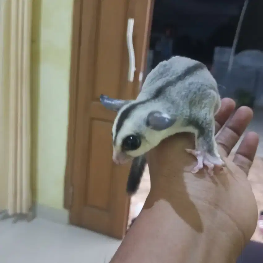 Sugar glider white face het cremino