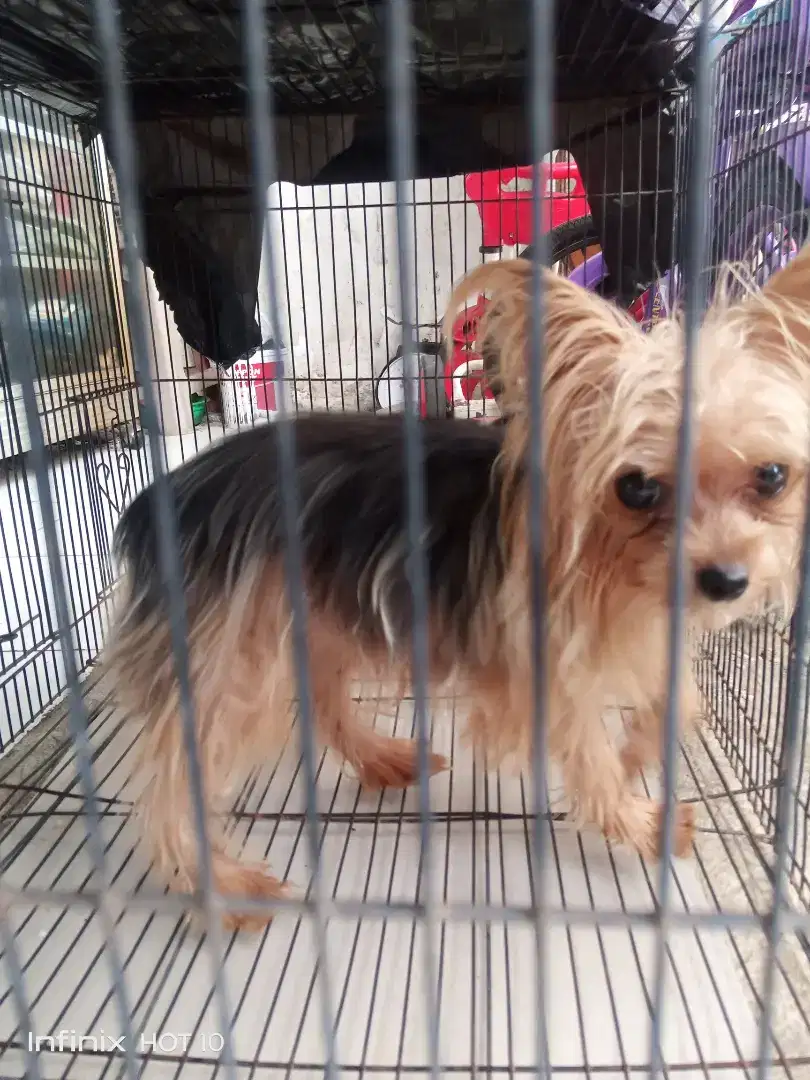 Anjing Jenis Yorkie Jantan