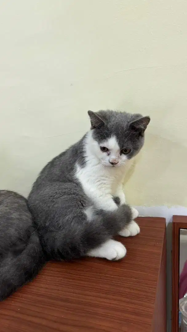 BSH British Shorthair kitten