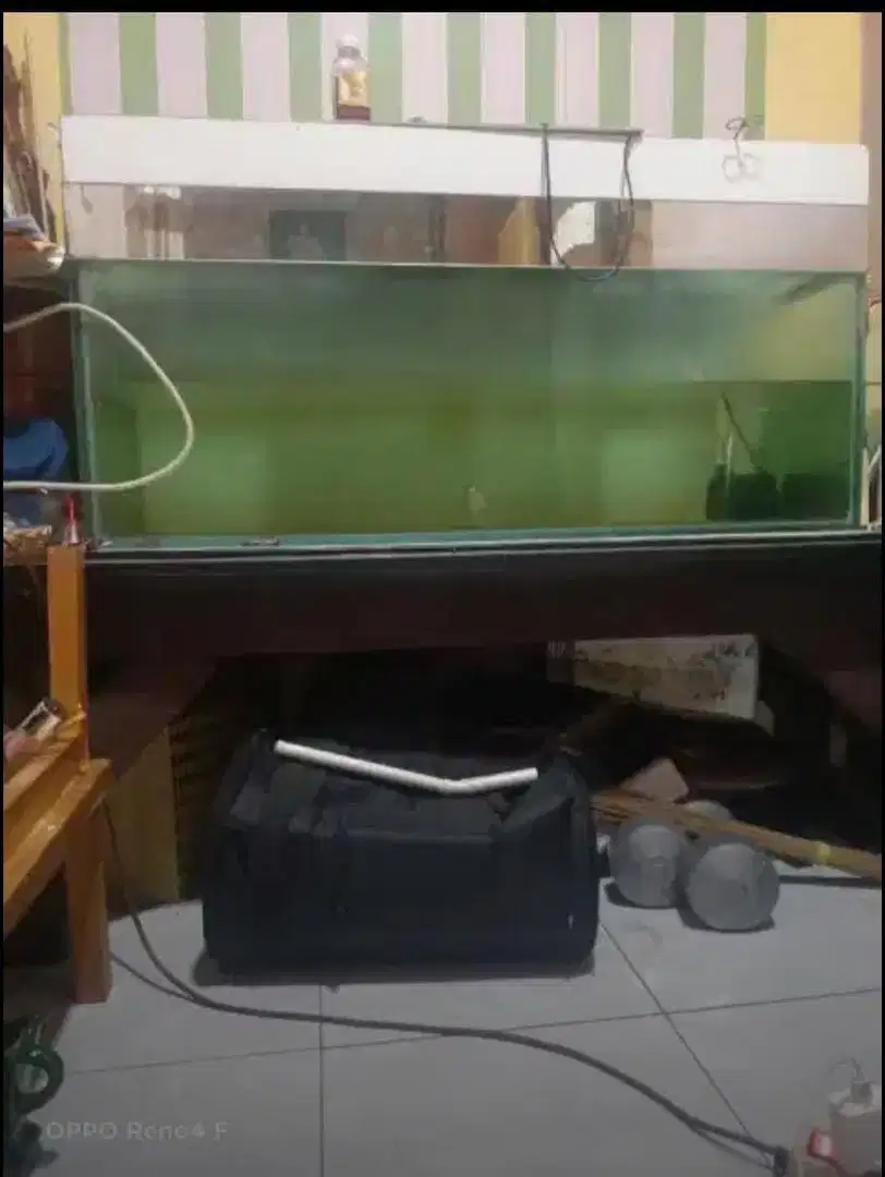 DIJUAL KARNA BU AQUARIUM BEKAS IKAN ARWANA