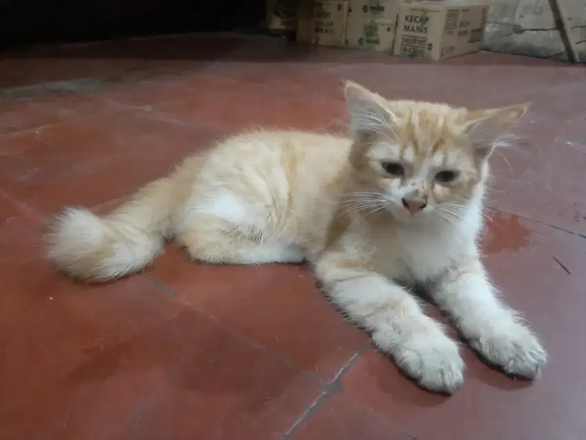 Jual kucing persia mix dome