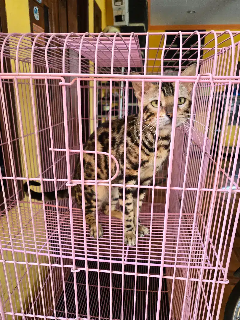 Borongan Kucing 2 ekor sepasang jantan & betina