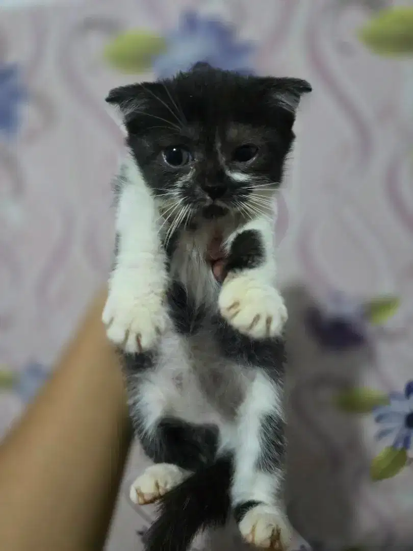 Borongan kucing scottish fold 4 ekor