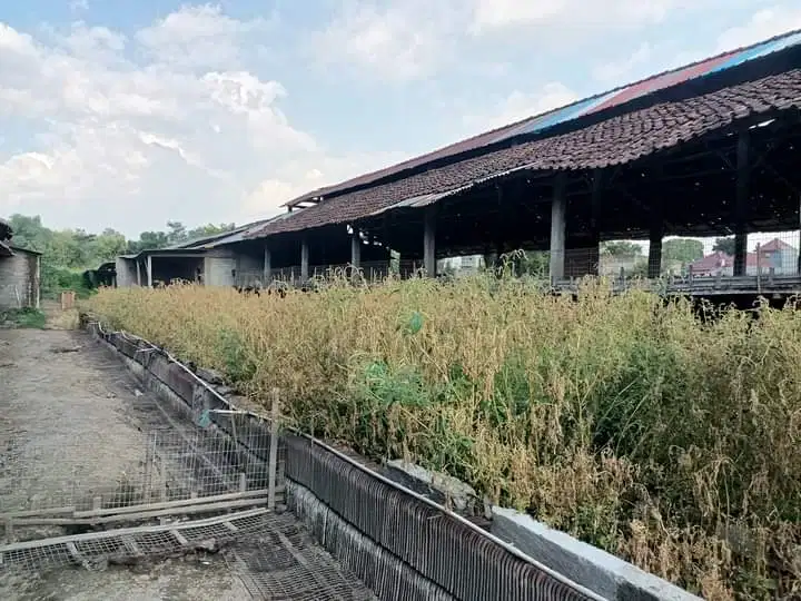 Tanah Ex Peternakan Ayam Jombang