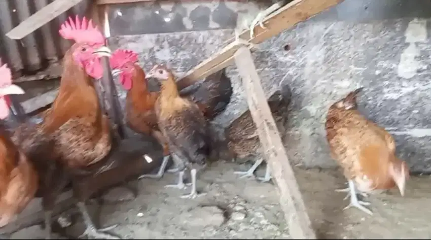 Ayam Arab siapan dijual pasangan