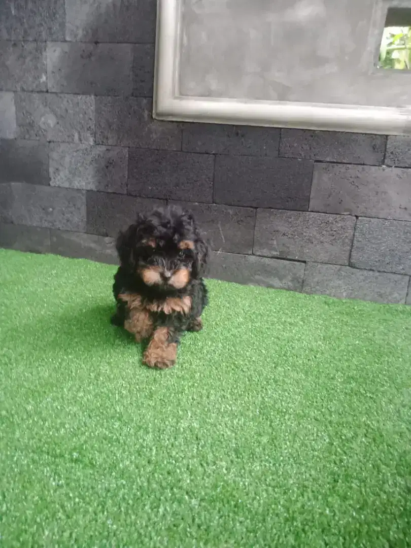 Tiny poodle cantik