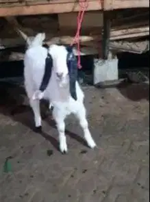 borongan 5 ekor anakan kambing etawa 3 bln 2 betina 3 jantan rawatan