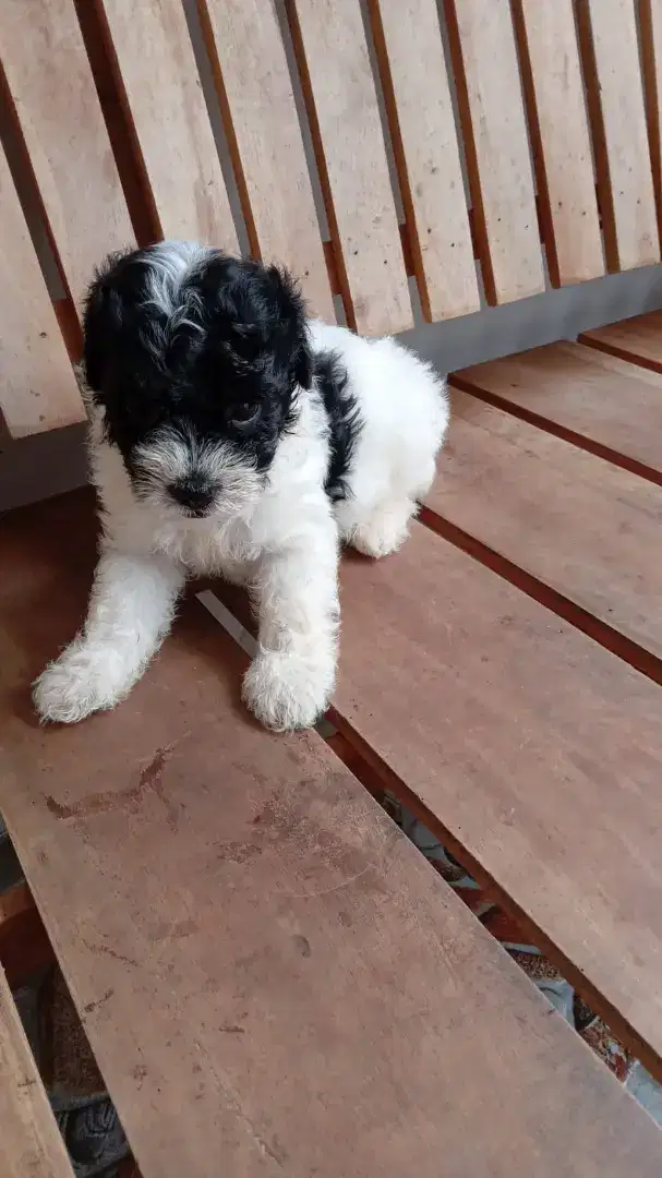 Tiny Shitzu Shihtzu , Shihpoo Umur 2 Bulan Shipoo Gembul Imut