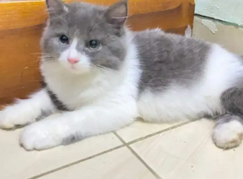 Kucing persia lucu