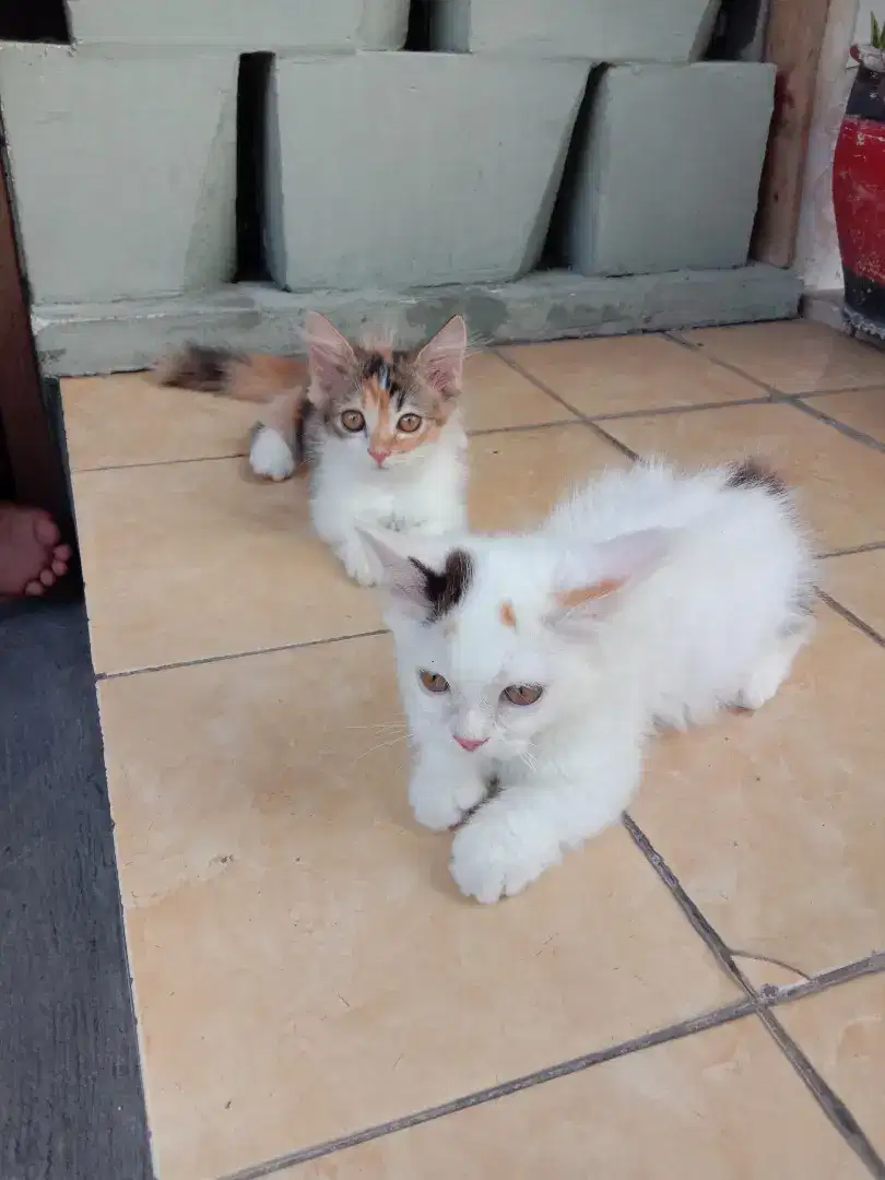 Kitten Munchkin calico standar