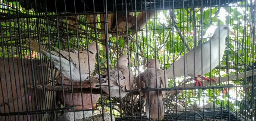 burung puter sepasang udah produksi