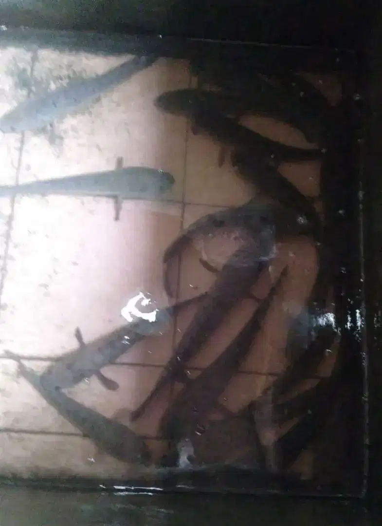 Jual ikan gabus