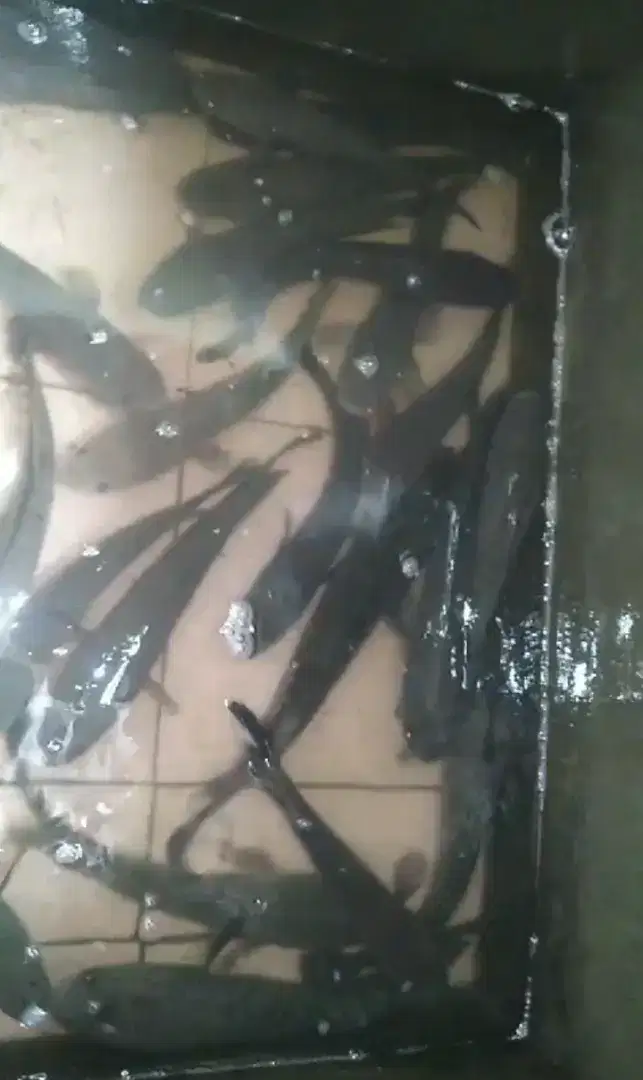 Jual ikan gabus alam fresh