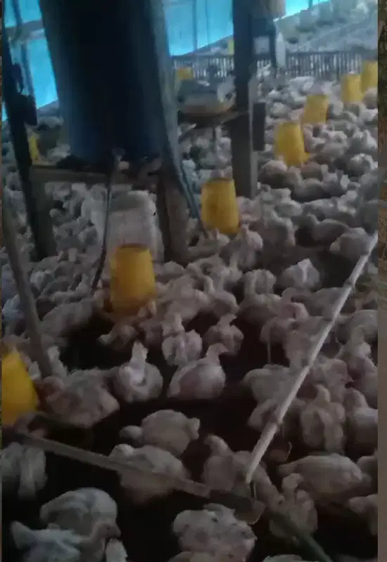 kandang ayam produktif berikut peralatan