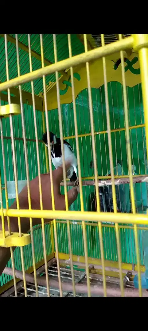 Jual burung jalak suren jinak