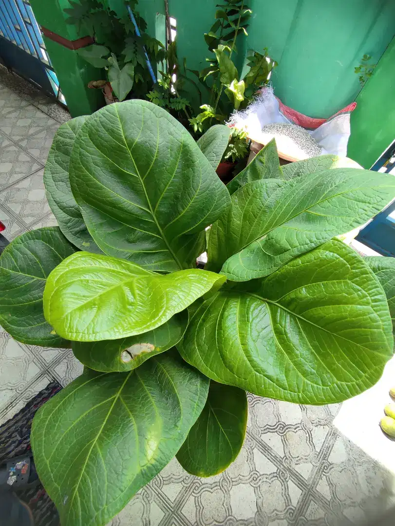 TANAMAN ANTHURIUM JENMANI SUPER BESAR BONGGOL BESAR