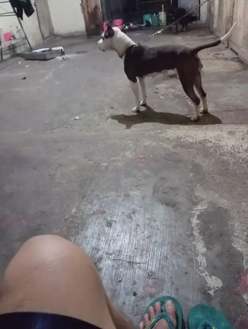 anjing pitbul umur 15 bl  betina istimewa