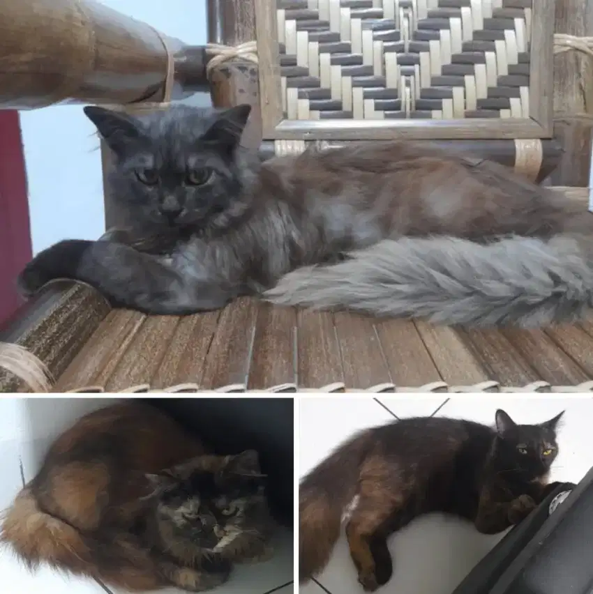 LA Murah aja Mix Mainecoon dengan Persia