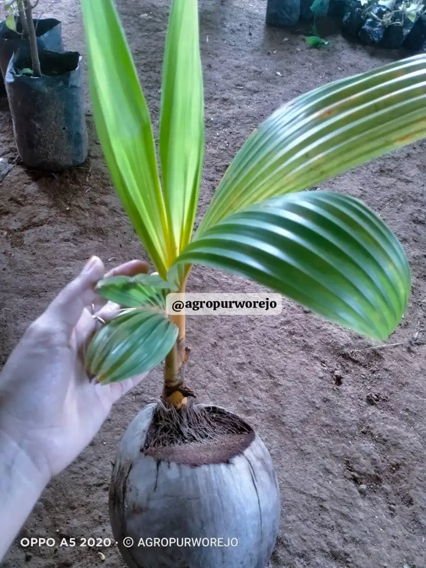 Rembulan Bibit Tanaman Kelapa Gading Hibrida