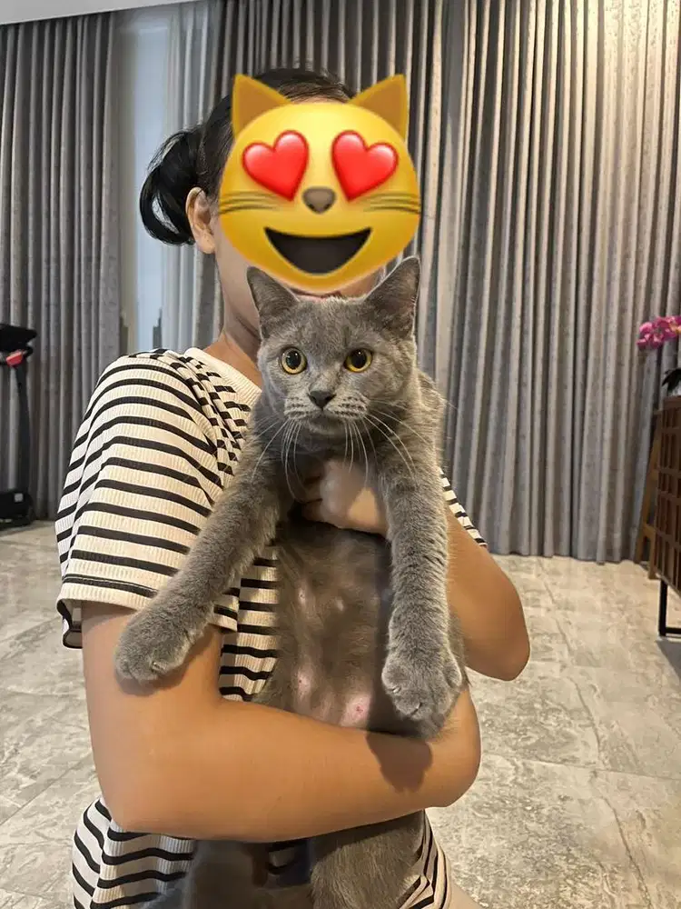 Kucing betina British Short Hair (BSH)