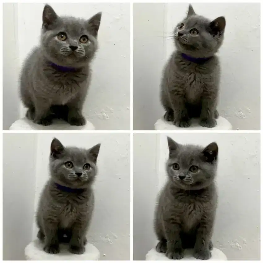 Munchkin Kitten Blue