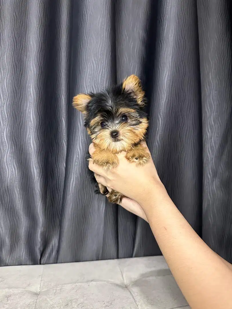 Supermini yorkie /yorkshire jantan size kecil lucu