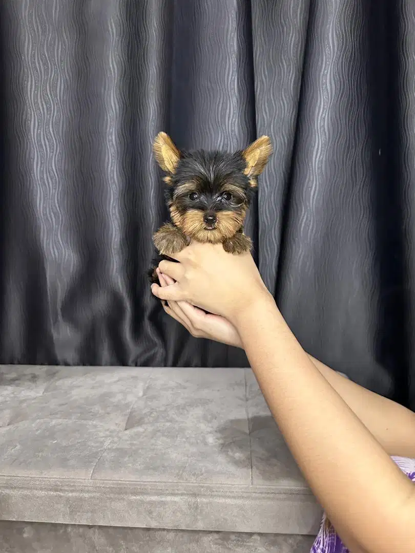 Supermini yorkie /yorkshire jantan size kecill pol