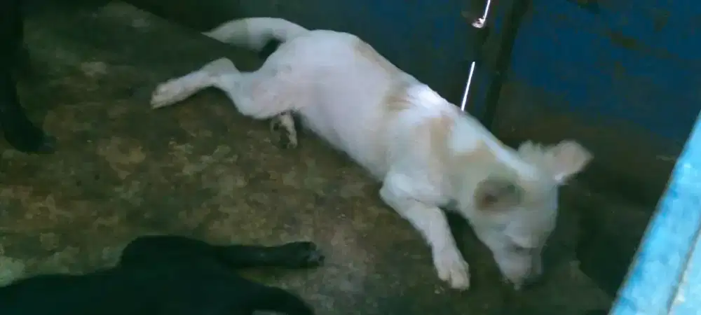 Anak anjing mix kintamani jantan dan betina