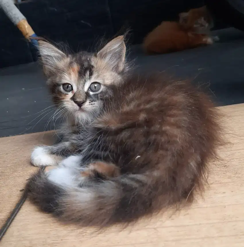 Mainecoon kitten non ped