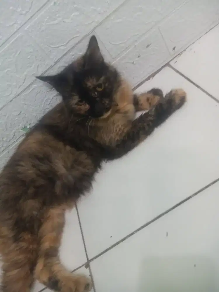 Persia betina umur 10 bln, gemoy, nurut, lincah