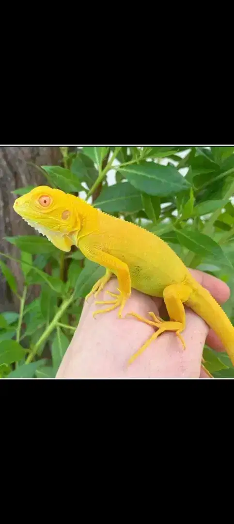 Iguana Albino Baby +/- 30cm