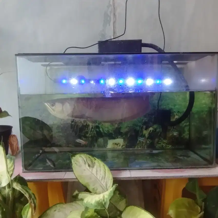 Di Jual ikan Arwana Silver