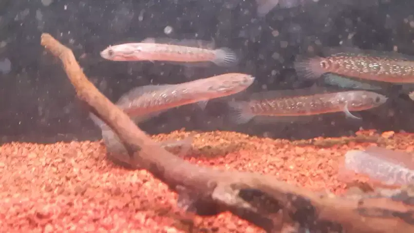 Asiatica Rs kalimaya