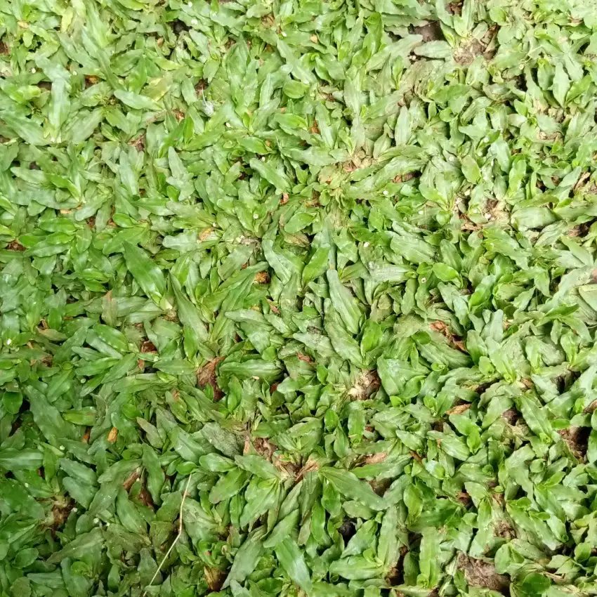 Rumput gajah mini ukuran 1meter