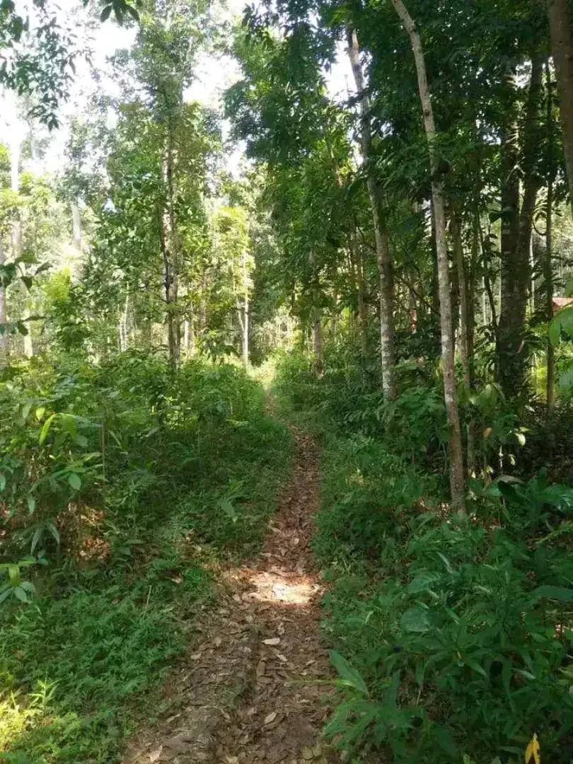 Kebun luas murah unnes