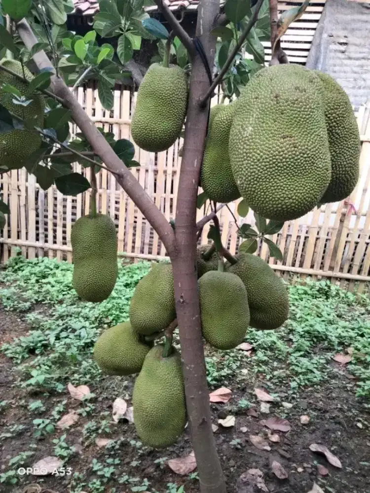 Ready bibit nangka kampung cempedak nangkadak lokasi bandar Lampung